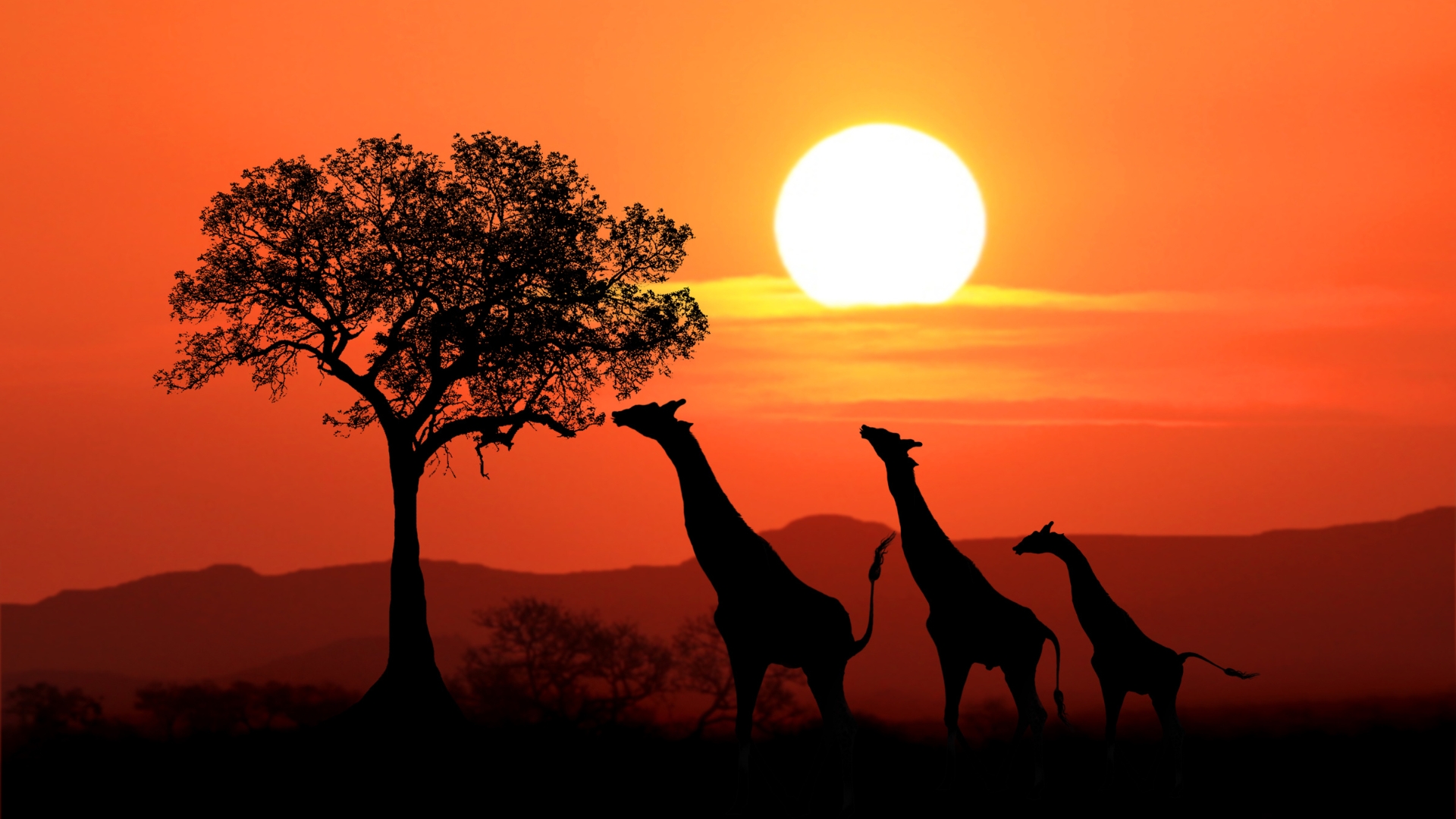Safari_Yoga_Retreat_Banner.jpg